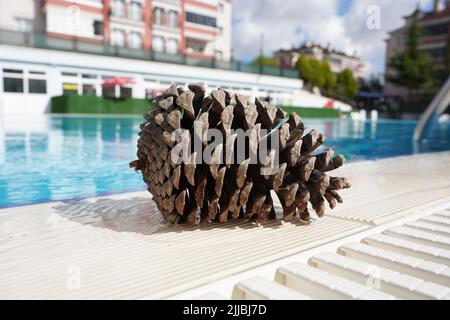 Cèdre, cônes de pin près de la piscine en été Banque D'Images