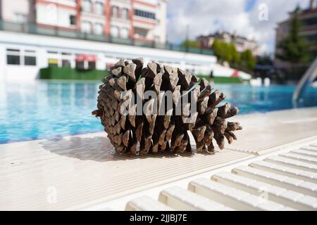 Cèdre, cônes de pin près de la piscine en été Banque D'Images