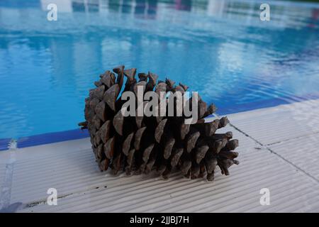Cèdre, cônes de pin près de la piscine en été Banque D'Images