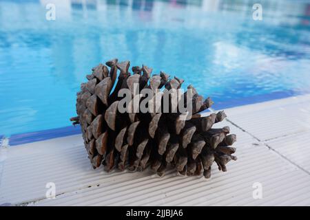 Cèdre, cônes de pin près de la piscine en été Banque D'Images