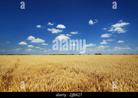 Paysage d'été. Champ de blé jaune et ciel bleu foncé avec nuages Banque D'Images