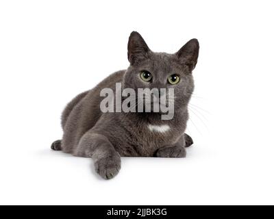 Beau chat gris maison, en position sur le bord. En regardant vers l'appareil photo avec des yeux verts mûrs. Isolé sur un fond blanc. Banque D'Images