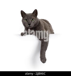 Beau chat de maison gris, en position allongée avec patte pendante détendue sur le bord. Regarder directement la caméra avec des yeux verts mûrs. Isolé sur un dos blanc Banque D'Images