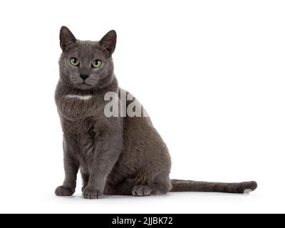 Beau chat gris maison, assis sur les côtés en regardant directement à la caméra avec les yeux verts mûrs. Isolé sur un fond blanc. Banque D'Images