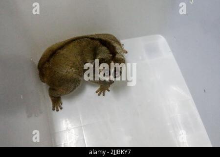 Un loris lent de Sumatran (Nycticebus coucang) fait l'objet de contrôles de santé à la Fondation indonésienne pour l'initiation à la réhabilitation de la nature (YIARI) à Bogor, Banque D'Images