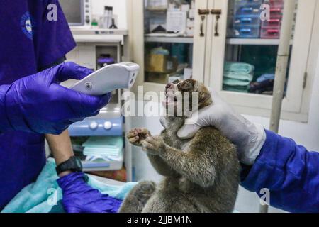 Un loris lent de Sumatran (Nycticebus coucang) fait l'objet de contrôles de santé à la Fondation indonésienne pour l'initiation à la réhabilitation de la nature (YIARI) à Bogor, Banque D'Images