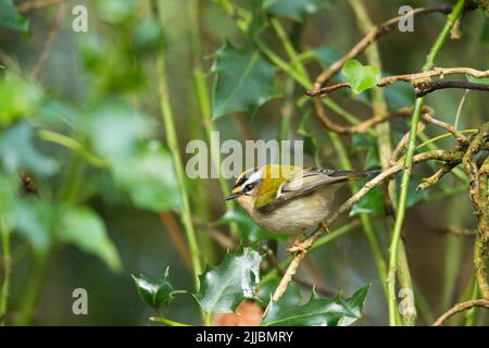 Firecrest Regulus ignicapilla, homme adulte, fourrageant de la végétation, New Forest, Hampshire, Royaume-Uni en mars. Banque D'Images