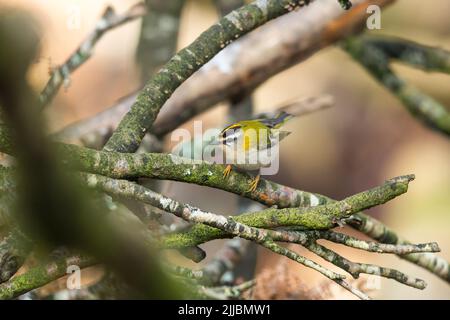 Firecrest Regulus ignicapilla, homme adulte, alimentation entre les branches, New Forest, Hampshire, Royaume-Uni en mars. Banque D'Images
