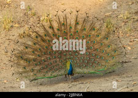 Peafhibou indien Pavo cristatus, homme adulte, en plein écran, Kanha National Park, Madhya Pradesh, Inde, mai Banque D'Images