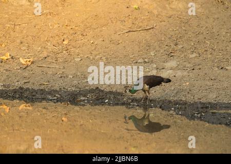Paafhibou indien Pavo cristatus, femme adulte, boire du trou d'arrosage, Kanha National Park, Madhya Pradesh, Inde, mai Banque D'Images