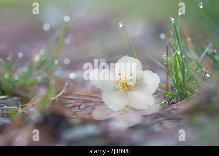 Le jasmin fleurit sur un fond abstrait herbe dans dewdrops le matin Banque D'Images