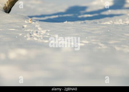 Moins belette Mustela nivalis, adulte, d'oeil de pistes dans la neige, Pikla Linnumaja, en Estonie en Février Banque D'Images