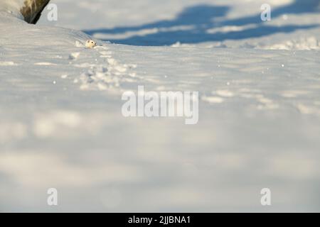 Moins belette Mustela nivalis, adulte, d'oeil de pistes dans la neige, Pikla Linnumaja, en Estonie en Février Banque D'Images