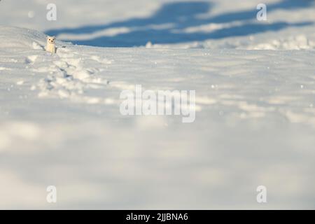 Moins belette Mustela nivalis, adulte, d'oeil de pistes dans la neige, Pikla Linnumaja, en Estonie en Février Banque D'Images