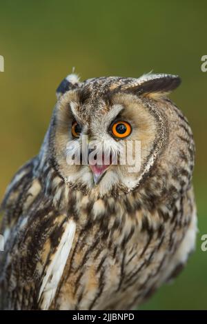 Hibou à longues oreilles ASIO otus (captif), profil femelle avec tufts d'oreilles, Hawk Conservancy Trust, Andover, Hampshire, Royaume-Uni, Novembre Banque D'Images