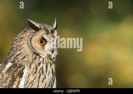 Hibou à longues oreilles ASIO otus (captif), profil de tête avec tufts d'oreilles, Hawk Conservancy Trust, Andover, Hampshire, Royaume-Uni, Novembre Banque D'Images