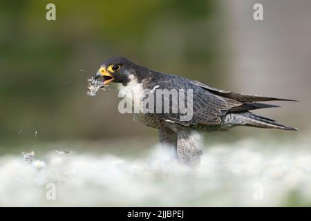 faucon pèlerin Falco peregrinus (en captivité), homme adulte se nourrissant de mort dans le domaine des pâquerettes, Hawk Conservancy Trust, Hampshire, Royaume-Uni en mai. Banque D'Images