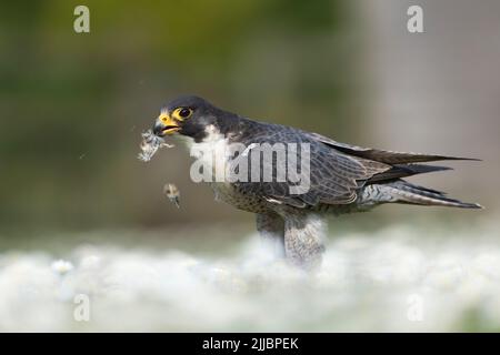 faucon pèlerin Falco peregrinus (captif), homme adulte, se nourrissant de la caille commune Coturnix coturnix, Hawk Conservancy Trust, Hampshire, Royaume-Uni en mai. Banque D'Images