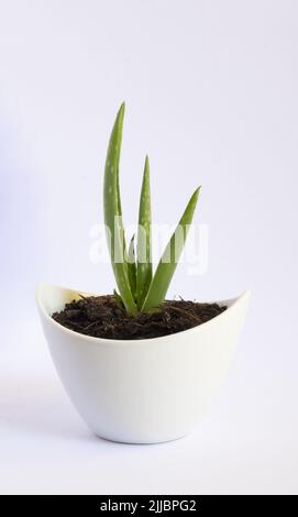 Plante médicinale d'aloe vera, également appelée aloe vera, aloe de la Barbade ou aloe de la Barbade. Banque D'Images