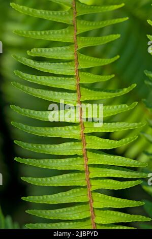 Feuilles de fougères vertes, Nephrolepis Cordifolia Banque D'Images