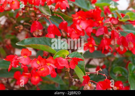 Fleurs Begonia Dragon Wing Banque D'Images