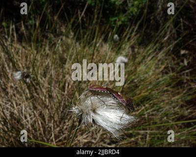 Bugs de bouclier, Dolycoris baccarum, qui s'accouple sur l'herbe de coton au début de l'été. Banque D'Images