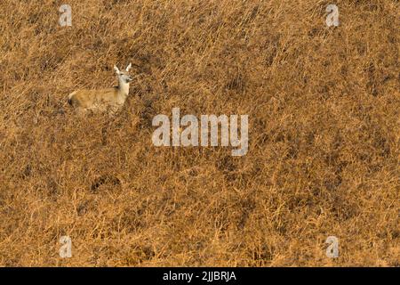 Cerf rouge Cervus elaphus, femme, debout entre parenthèses, Bradgate Park, Leicestershire, Royaume-Uni en décembre Banque D'Images