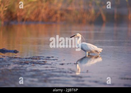 Beau petit héron blanc (petit héron) oiseau debout dans l'eau sur fond de nature