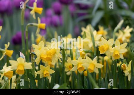 Variété Narcissus Grand soleil d'Or. Il a des branches avec plusieurs petites fleurs jaunes avec des couronas orange. Banque D'Images