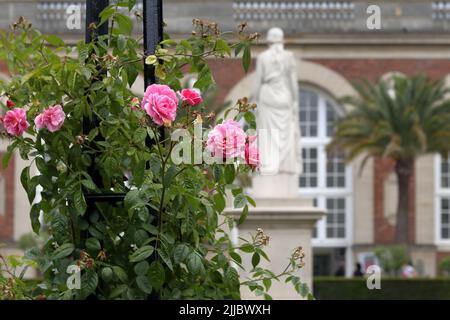 Paris / France - 08 juin 2019 : Roses avec l'Orangerie du Sénat et la statue du Messager dans les jardins du Luxembourg (jardin du Luxembourg) en arrière-plan Banque D'Images