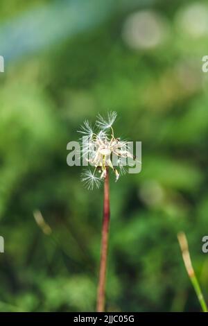 Fermé Bud d'un pissenlit.Pissenlit fleurs blanches dans l'herbe verte. Banque D'Images