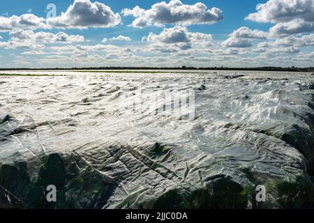 Récoltes cultivées sous la polaire Sutton Heath Suffolk Angleterre Banque D'Images