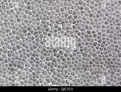 Fond en mousse de polystyrène gris. Détails de la texture de la feuille de styromousse Banque D'Images