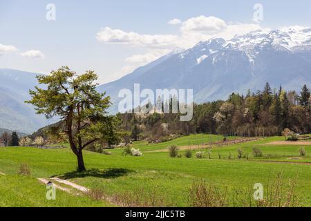 Herbe de printemps émeraude, arbre unique à feuilles caduques sur fond de forêt à feuilles persistantes mixtes et de pics alpins enneigés dans le nord de l'Italie Banque D'Images