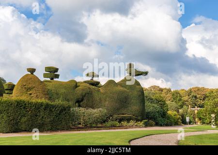 La sculpture de la topiaire de l'if à Tatton Park, au Royaume-Uni, est une partie essentielle du jardin victorien typique et est encore populaire de nos jours. Banque D'Images