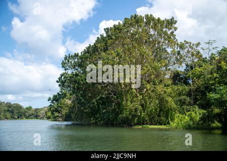 Les îles de l'île Monkey dans le canal de Panama Banque D'Images