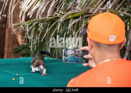 Un singe de tamarin geoffroy mangeant un morceau de pomme sur un bateau à l'île Monkey au Panama Banque D'Images