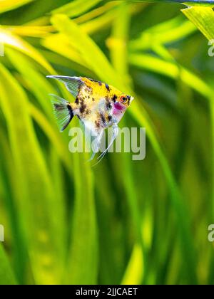 Ange poisson Koi Panda jaune tête dans le réservoir poisson avec fond flou (Pterophyllum scalare) Banque D'Images