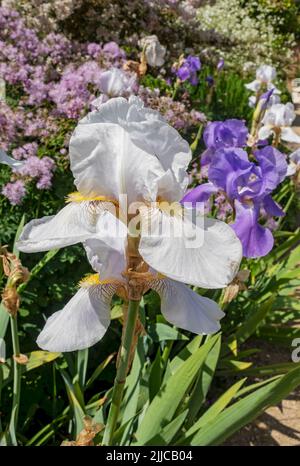 Gros plan de blanc et violet iris barbu iris iris fleurs fleurir dans un jardin frontière en été Angleterre Royaume-Uni Grande-Bretagne Banque D'Images