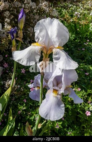 Gros plan des iris à barbe blanche iris germanica fleurs fleuries fleurs dans un jardin frontière en été Angleterre Royaume-Uni Grande-Bretagne Royaume-Uni Grande-Bretagne Banque D'Images