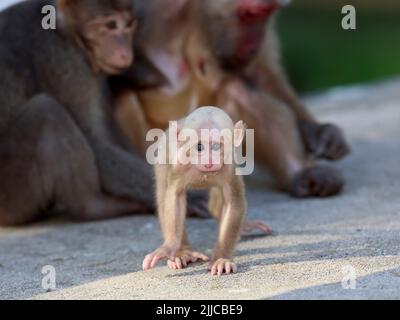 Wuyishan, province chinoise du Fujian. 23rd juillet 2022. Les macaques tibétaines sont photographiés dans le parc national de Wuyishan, dans la province du Fujian, au sud-est de la Chine, à 23 juillet 2022. Le nombre de macaques tibétaines sauvages a augmenté dans le parc, grâce à une protection écologique renforcée et à une sensibilisation accrue à la protection de l'environnement. Credit: Jiang Kehong/Xinhua/Alay Live News Banque D'Images