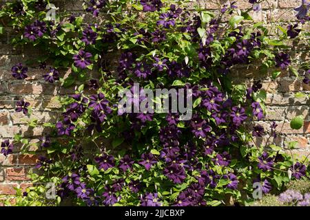 Gros plan de violet foncé grimpant grimpeur clematis Jackmanii fleurs fleuries sur un mur dans le jardin été Angleterre Royaume-Uni Grande-Bretagne Banque D'Images