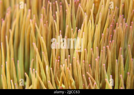 Snakelock (Anemonia viridis) Banque D'Images