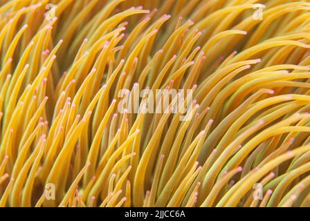 Snakelock (Anemonia viridis) Banque D'Images