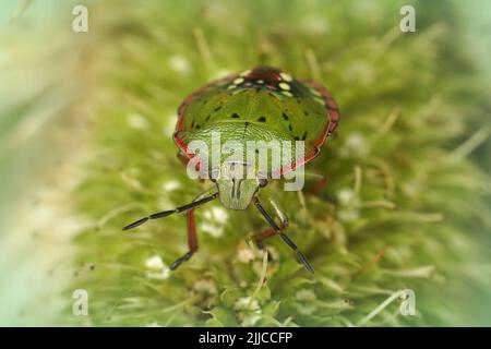 Gros plan sur l'instar coloré de nymphe vert et rose de l'insecte vert du Sud, Nezara viridula dans le jardin Banque D'Images