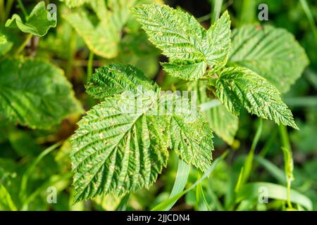 taches-chlorotiques-framboise-de-virus-les-sympt-mes-de-la-maladie