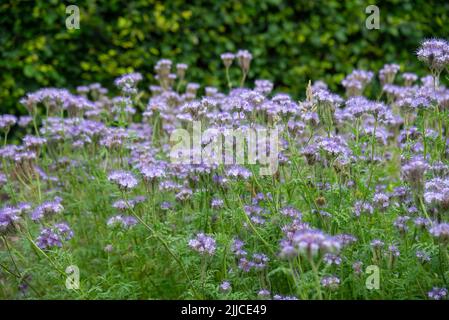 Phacelia tanacetifolia (Lacy phacelia) en pleine fleur au milieu de l'été. Utilisé en agriculture pour attirer les insectes pollinisateurs et comme fumier vert. Banque D'Images