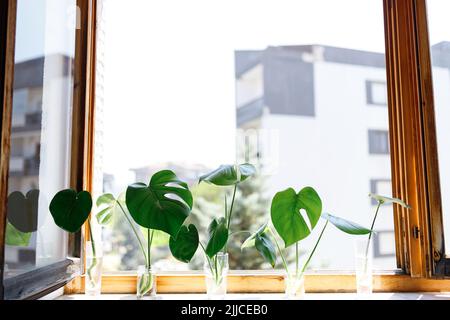 Plantation de fromage suisse , Philodendron Monstera dans l'eau Banque D'Images