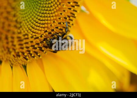 Gros plan d'Une humble abeille sur Un tournesol à Amsterdam, pays-Bas 20-7-2022 Banque D'Images