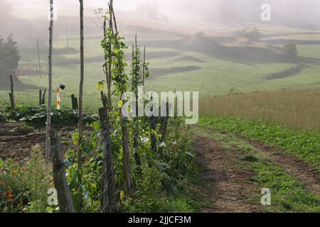 Tôt le matin, la brume se fait à la lumière du soleil levant dans un vignoble du nord de l'espagne Banque D'Images